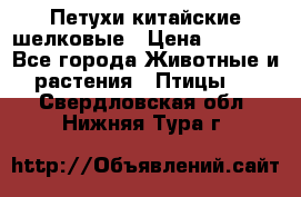 Петухи китайские шелковые › Цена ­ 1 000 - Все города Животные и растения » Птицы   . Свердловская обл.,Нижняя Тура г.